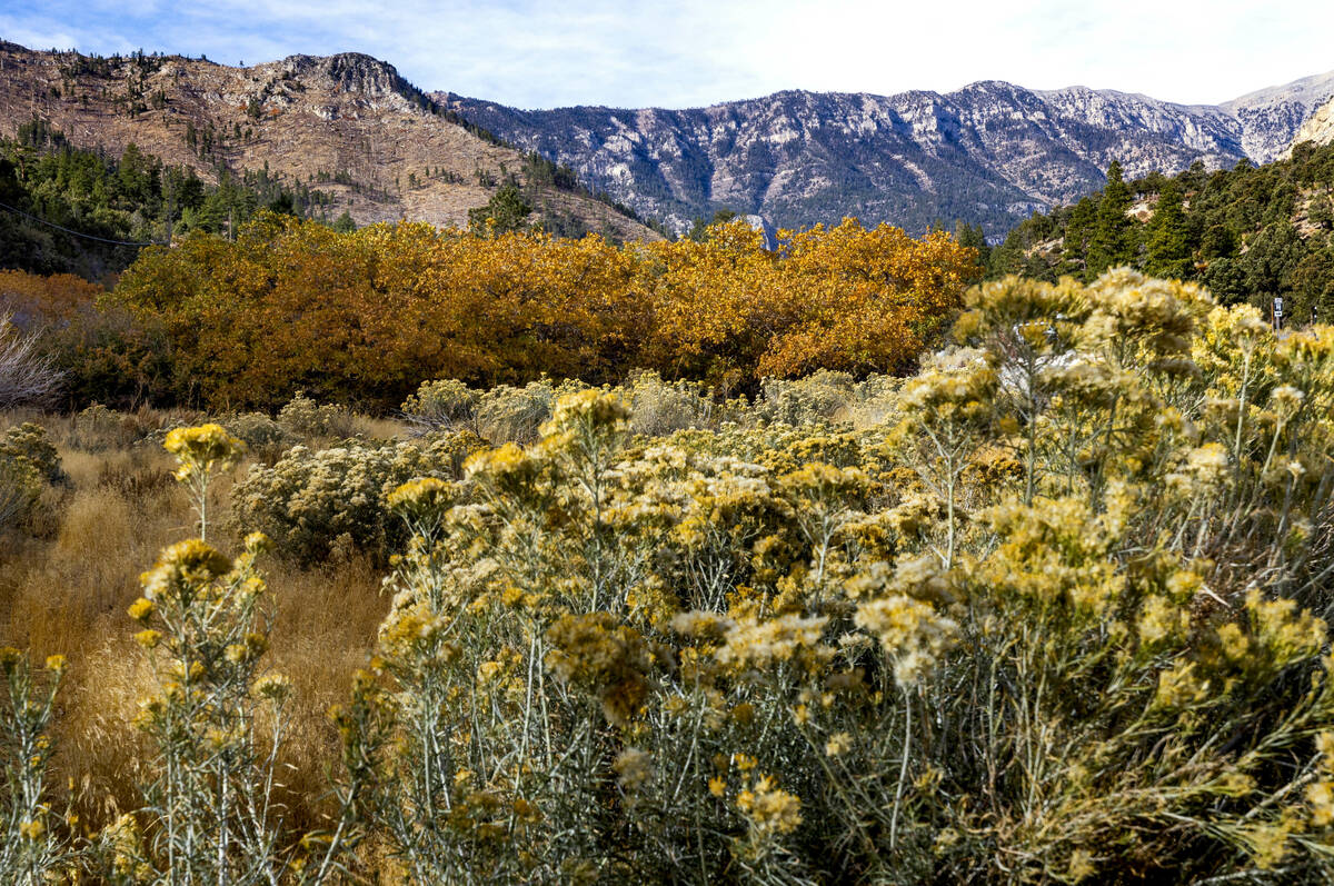 Leaves are still into fall color along Kyle Canyon on Thursday, Oct. 31, 2024, on Mount Charles ...