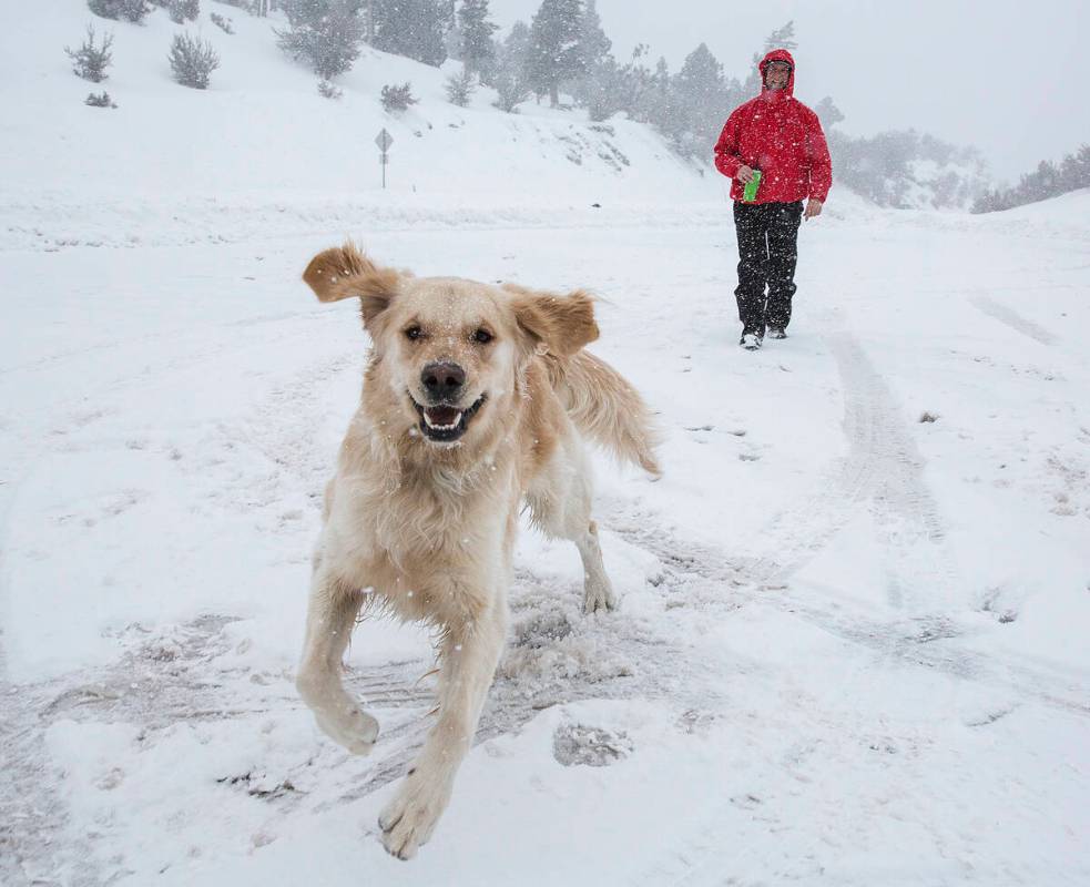 Paul Whitmoyer, right, and golden retriever Kona hike in the snow at Mount Charleston on Wednes ...