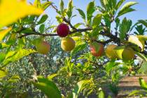 Flat-headed borers can get in the sunburned limbs and young trunks of peach, apple, nectarine, ...