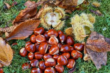 Partly because of their thirst for water, chestnut trees are not a good fit for the desert. (Ge ...