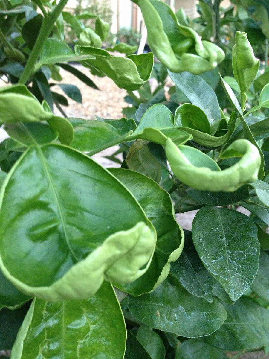 Crinkled leaves on a dwarf Red Rio grapefruit tree. (Getty Images)