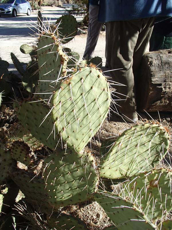 An opuntia (nopal) cactus with spines. (Bob Morris)