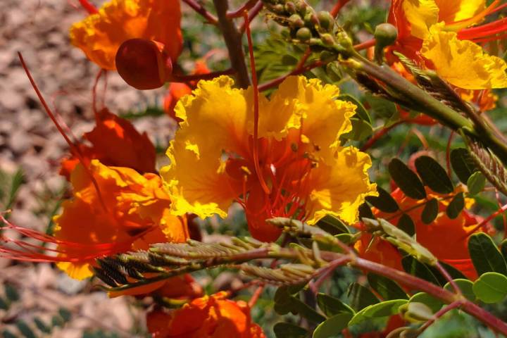 When they are young and newly planted, it’s normal if bird of paradise plants produce le ...