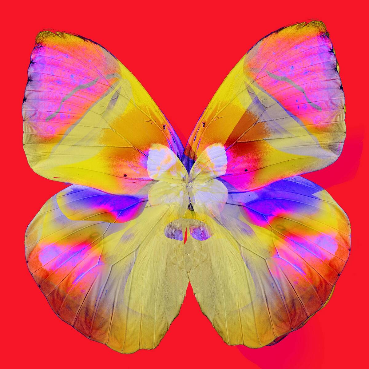 Mick Fleetwood's Butterfly (Pink) limited edition print on canvas signed and numbered 41 x 41 i ...