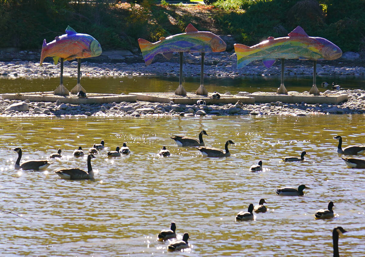 With flashy, fishy art as a backdrop, Canada geese and ducks are at home in Idlewild Park near ...