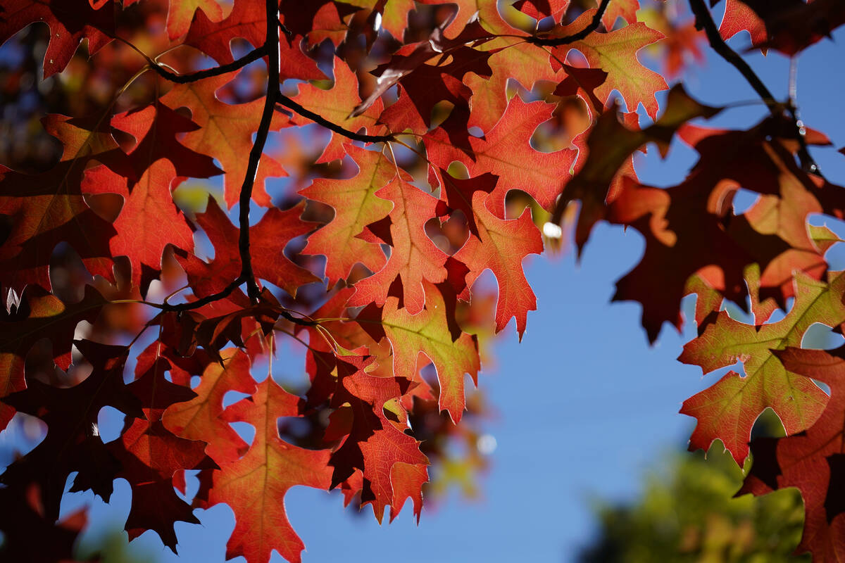 Oak leaves added to October’s fall foliage along the banks of the Truckee River. (Natali ...