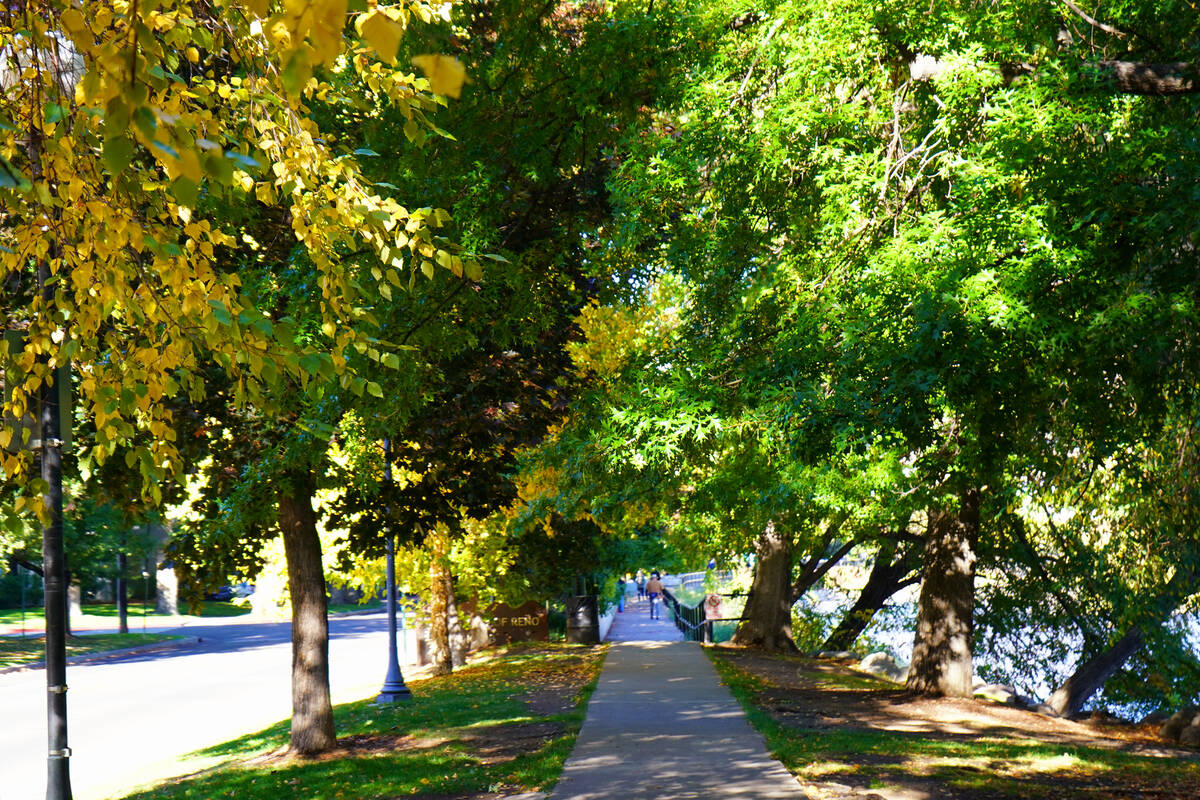 A tree-lined sidewalk in Riverside Park parallels the Truckee River and leads from downtown Ren ...