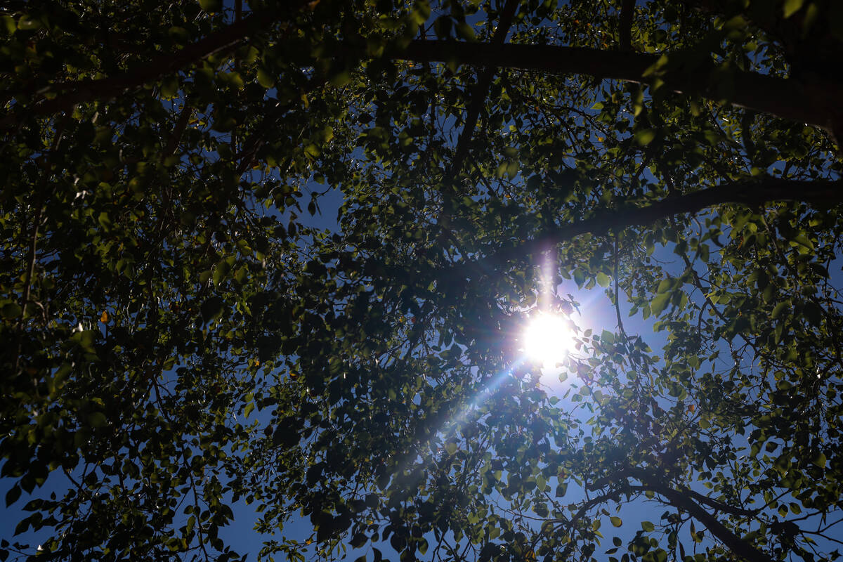 Sun seeps through the trees in the yard of Judy and Tim Reiber in Henderson on Sept. 24, 2024. ...