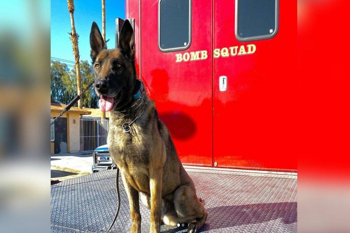 The Metropolitan Police Department has announced that one of its K9 officers has died at the ag ...