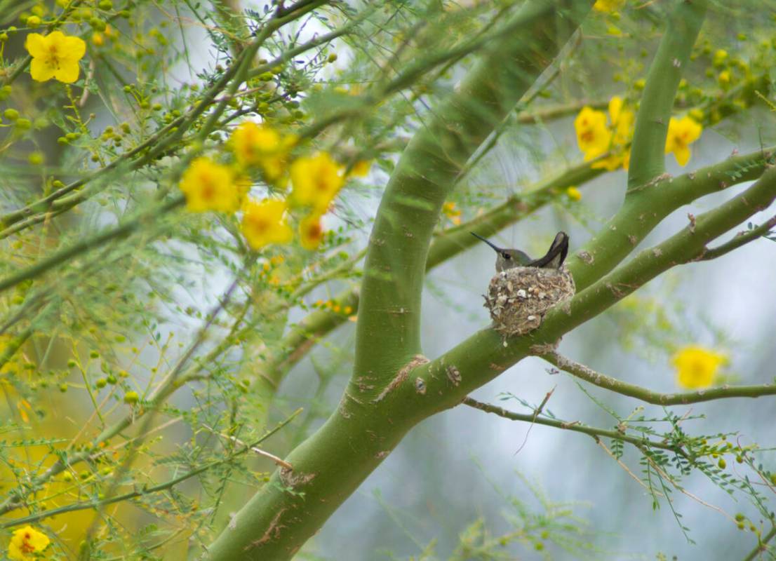 A hummingbird sits on her eggs in a nest at the Henderson Bird Viewing Preserve in Henderson. L ...