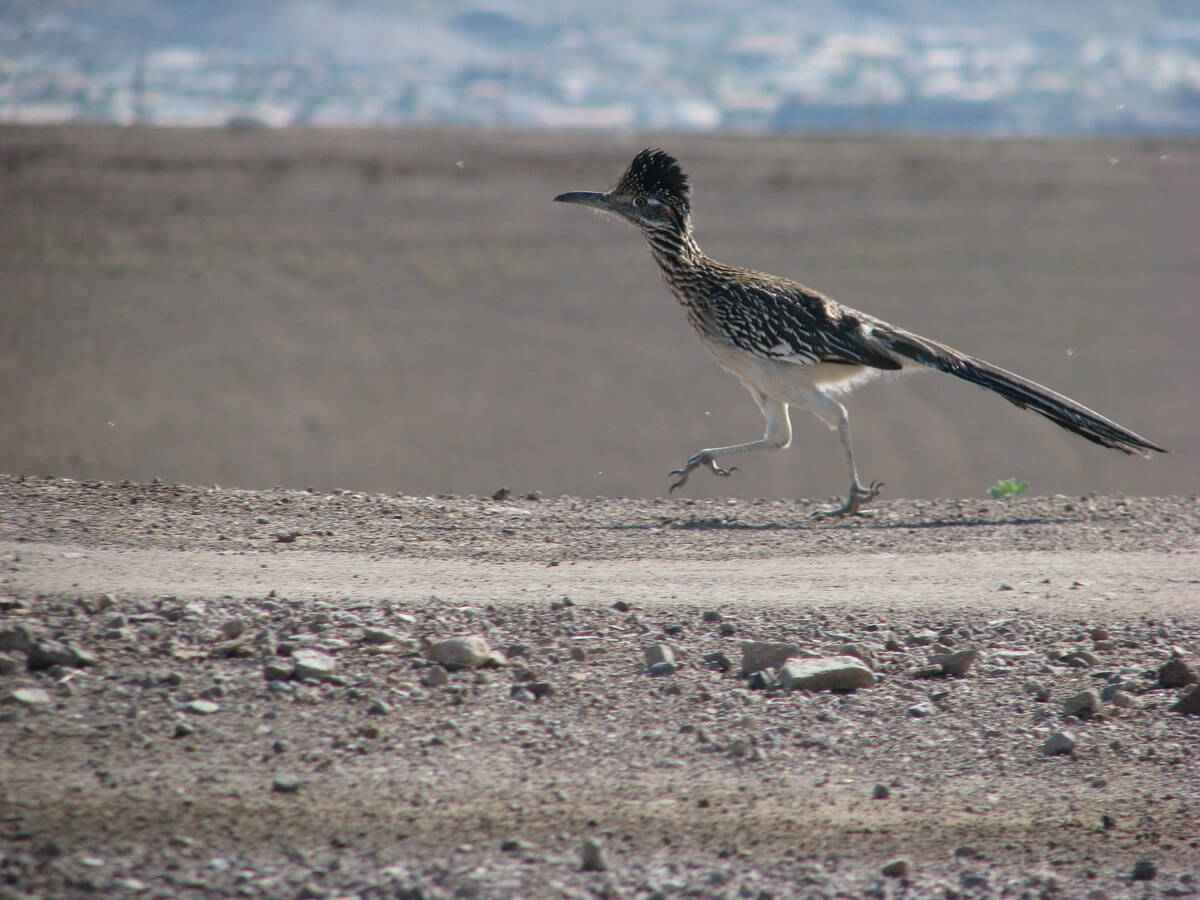 A roadrunner exhibits its namesake behavior on a dirt road at the Henderson Bird Viewing Preser ...