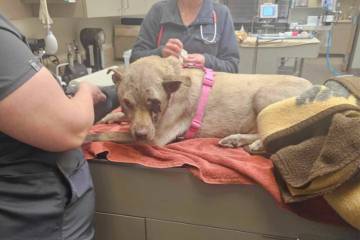 Chloe the dog receives medical care after being burned in a crash on Sunday on Interstate 15 ne ...