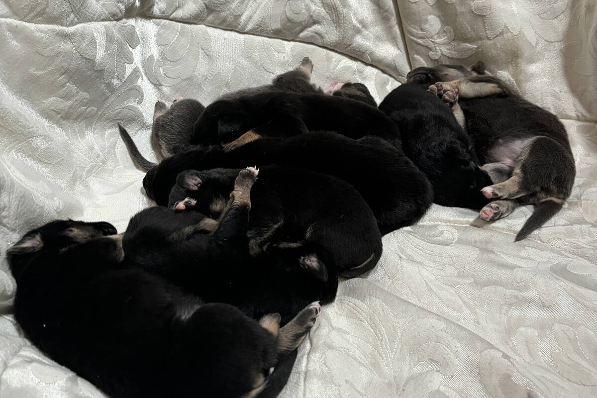 These are some of the eight 2-week-old puppies that are recovering at The Animal Foundation aft ...