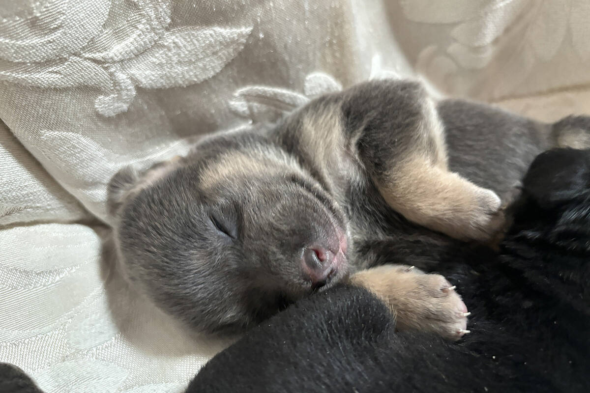 This is one of eight 2-week-old puppies that are recovering at The Animal Foundation after bein ...