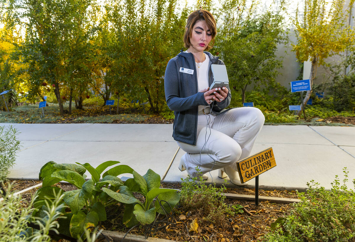 Azadeh Alizadeh, the new UNR Clark County extension horticulture specialist, checks soil temper ...