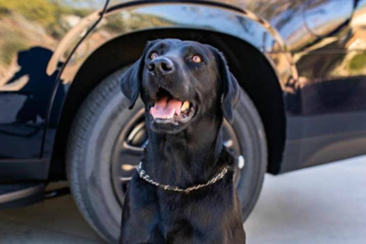 Marley, a K9 for the Clark County School District Police Department, died on Thursday, Nov. 14, ...