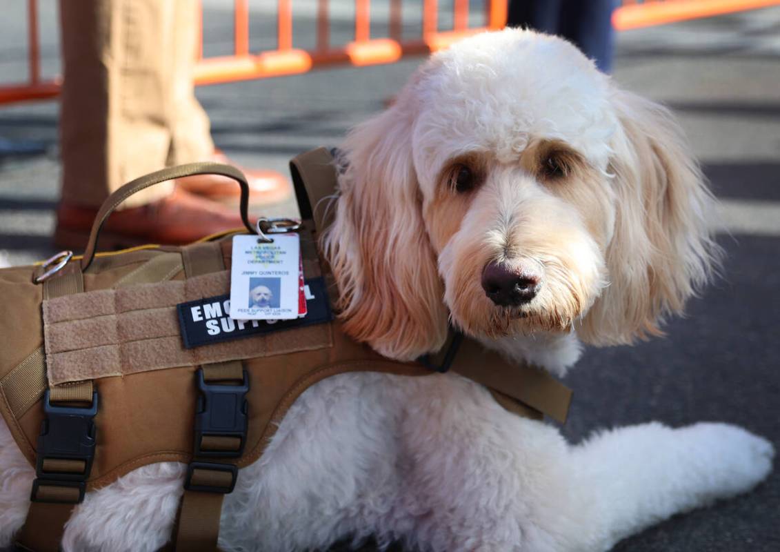 Jimmy, a peer support dog, attends a ribbon cutting ceremony for the newly opened Wellness Bure ...