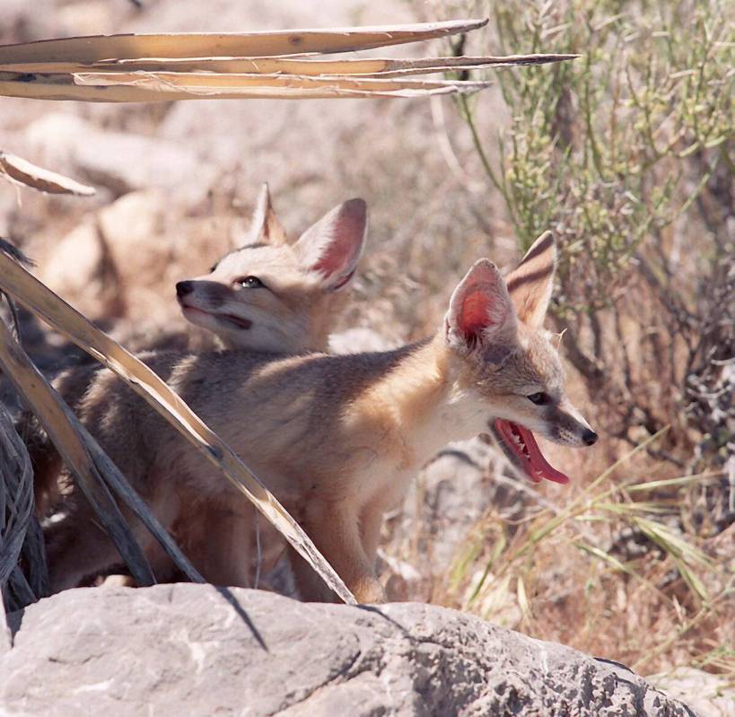 Two kit fox pups try to decide what to do after being released near Red Rock on May 5, 1997. (G ...