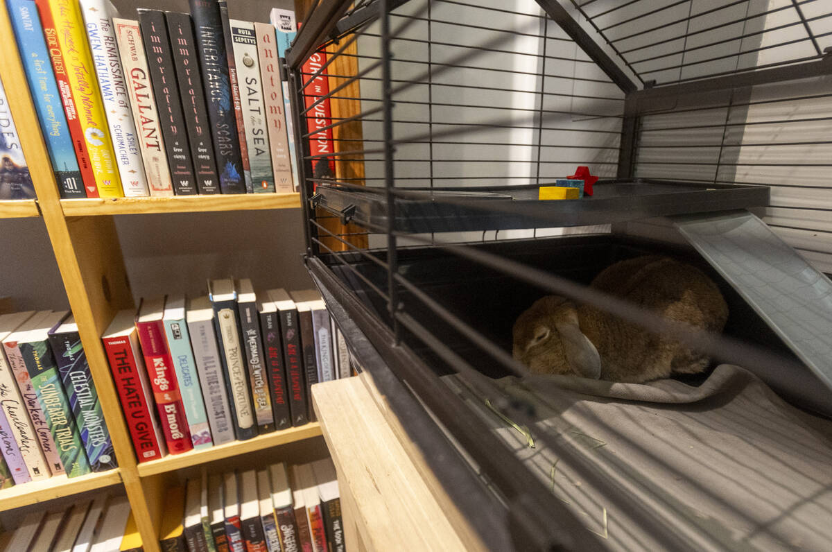 The Baron, a rabbit, sleeps in a cage at the Writer’s Block, Wednesday, Nov. 13, 2024, i ...