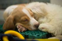 A puppy naps at Petland Las Vegas in Summerlin on Wednesday, Nov. 8, 2017. The store is one of ...