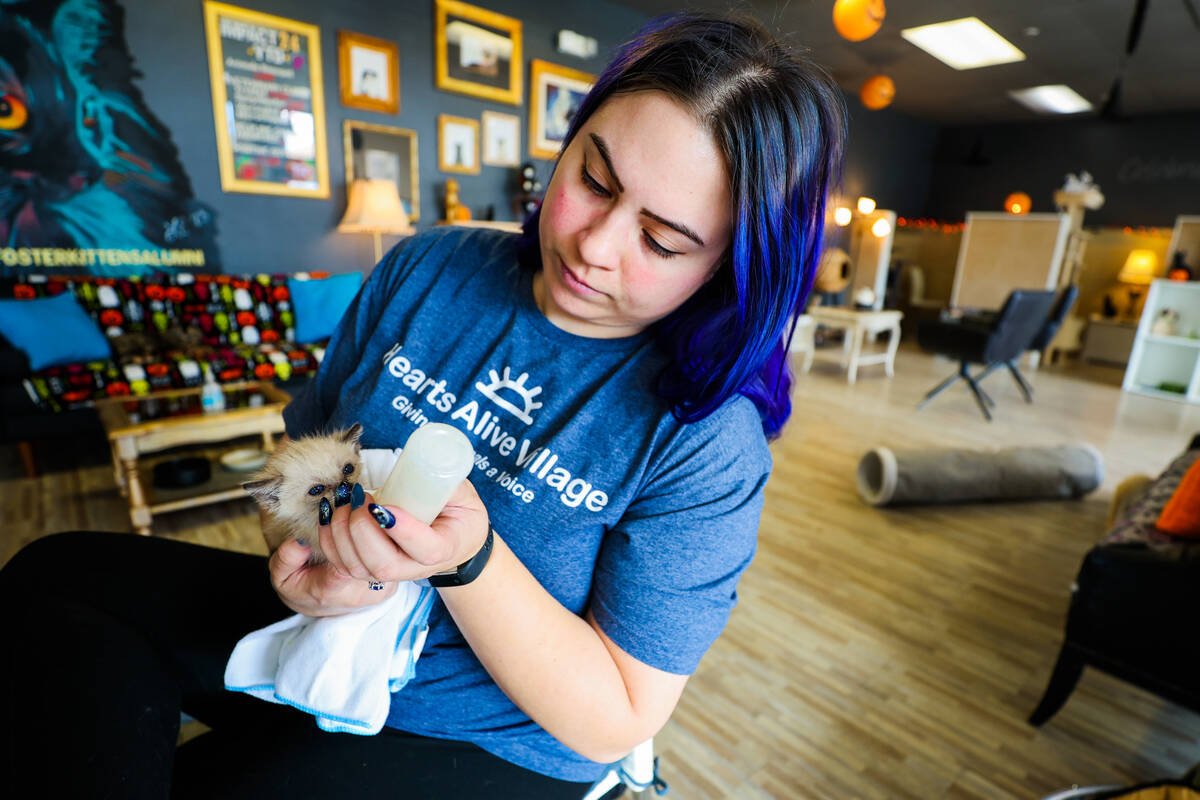 Brittany Rutledge feeds milk to Garlic, a kitten, at the Hearts Alive Cat Cafe on Oct. 30, 2024 ...