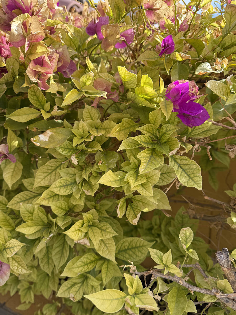 Chlorosis, or leaf yellowing, in a bougainvillea. This issue is usually caused by a lack of iro ...