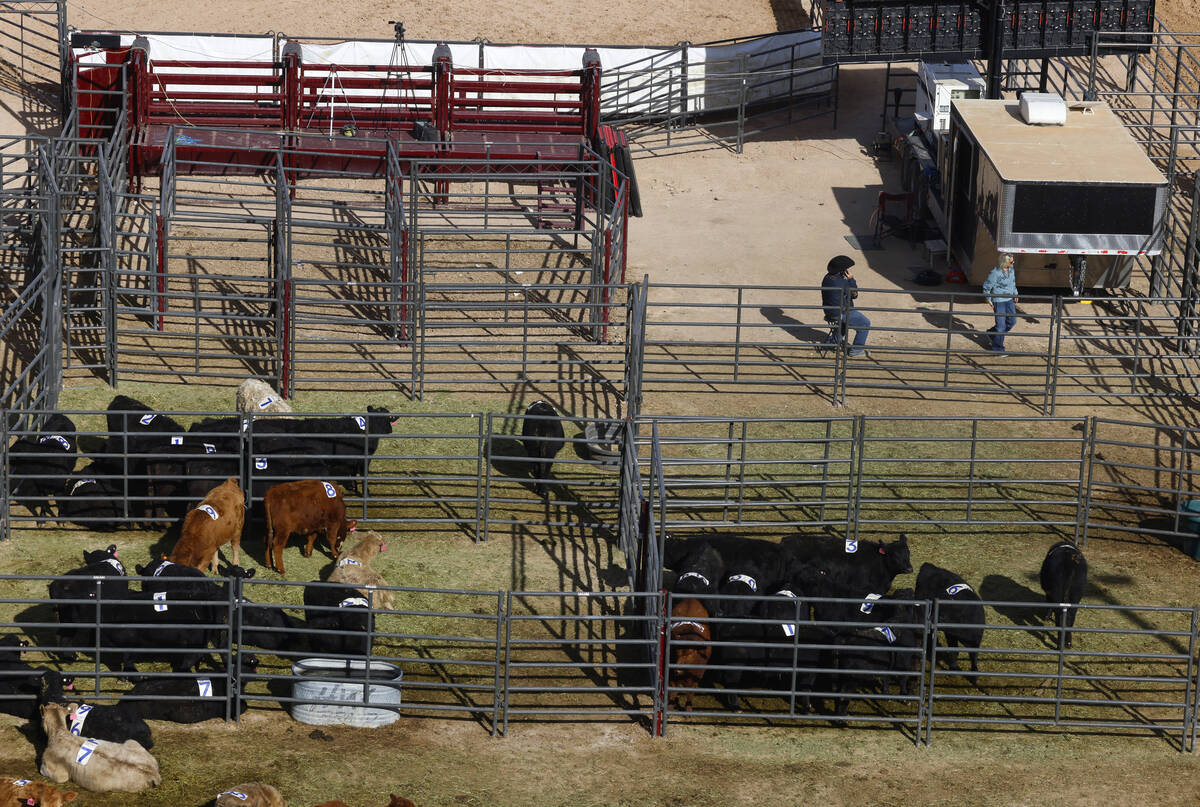 Steer athletes rest in the temporary home for the Rodeo at the Core Arena, a permanent outdoor ...