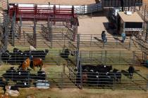 Steer athletes rest in the temporary home for the Rodeo at the Core Arena, a permanent outdoor ...