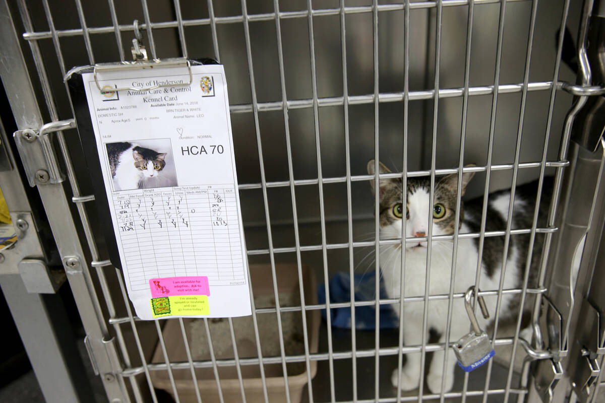 Leo, a 5-year-old domestic shorthair, waits to be adopted at Henderson Animal Care and Control ...