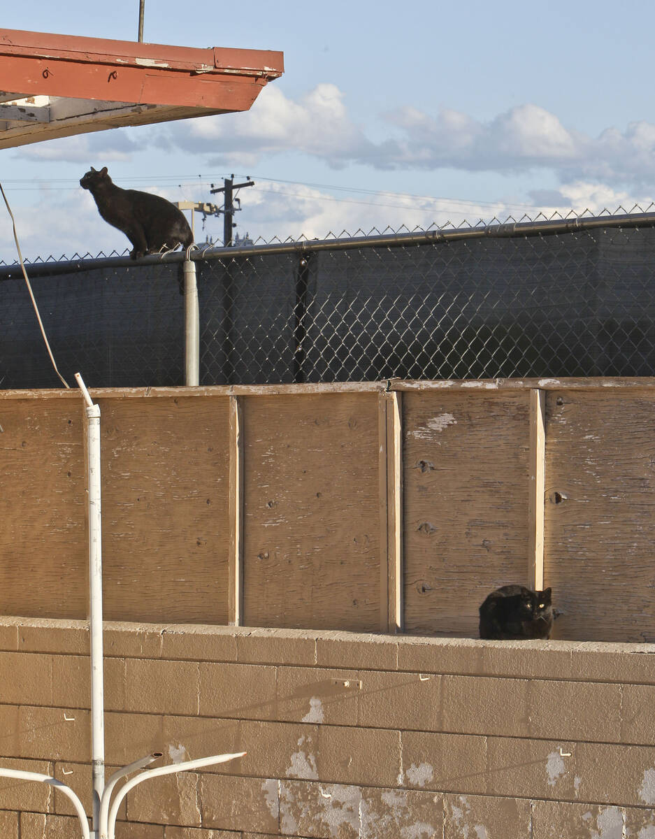 Two feral cats are seen in the pool area of the closed White Sands Motel on Wednesday, April 11 ...