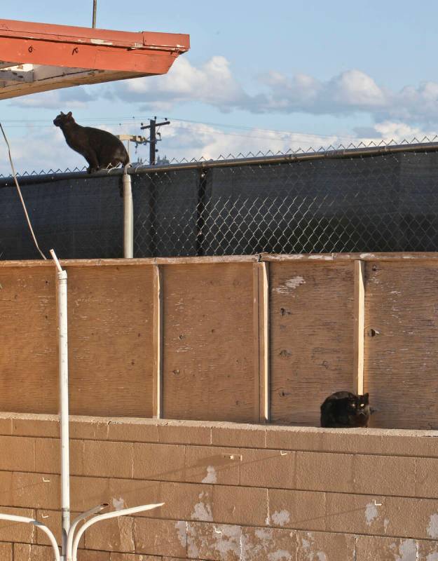 Two feral cats are seen in the pool area of the closed White Sands Motel on Wednesday, April 11 ...