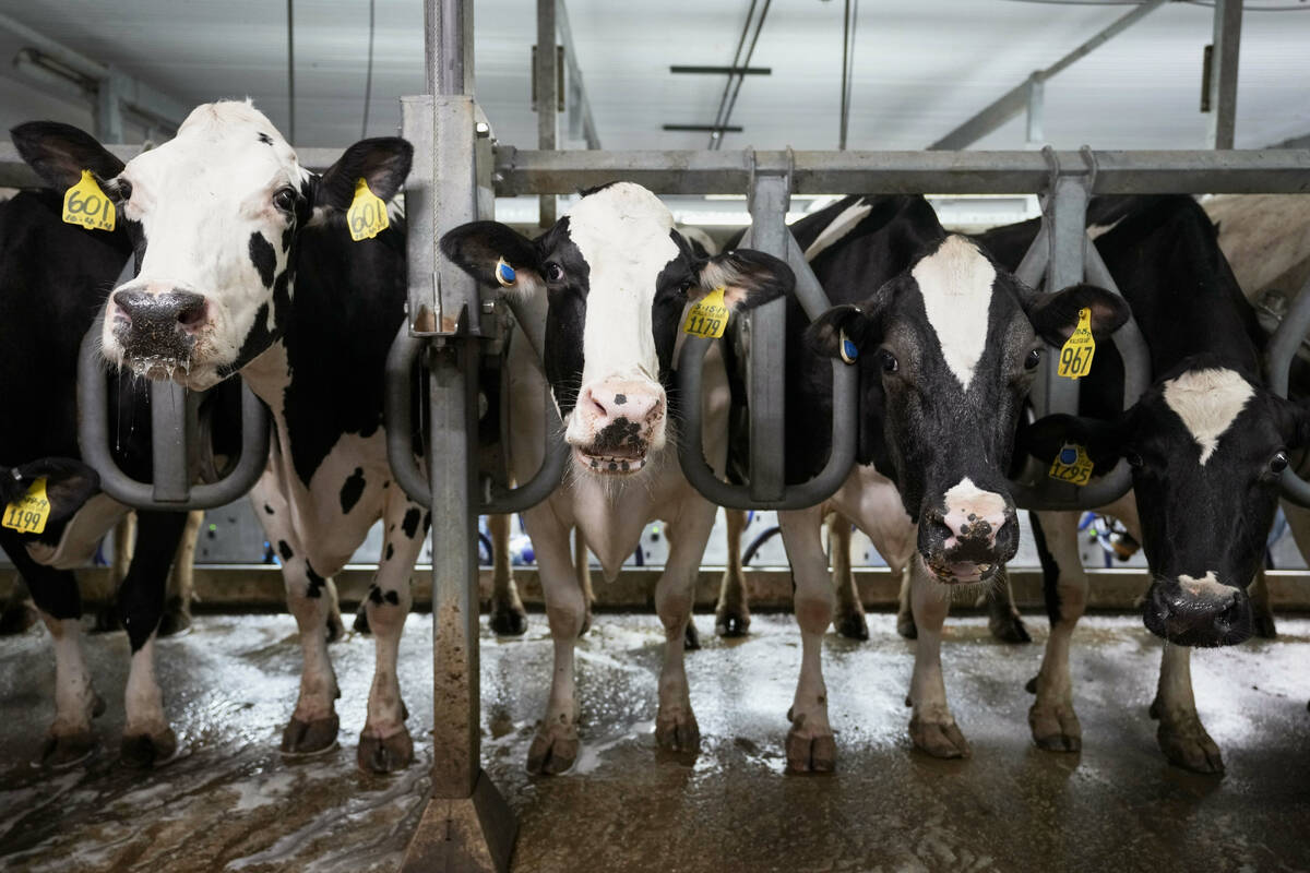 FILE - Cows stand in the milking parlor of a dairy farm in New Vienna, Iowa, on Monday, July 24 ...