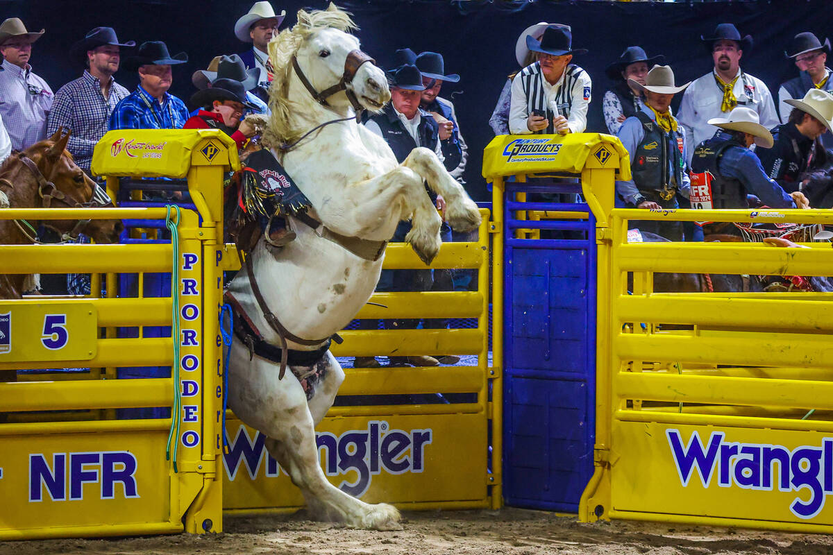 Saddle bronc rider Kolby Wanchuk is bucked into the chute by Mommas Boy during round four of th ...