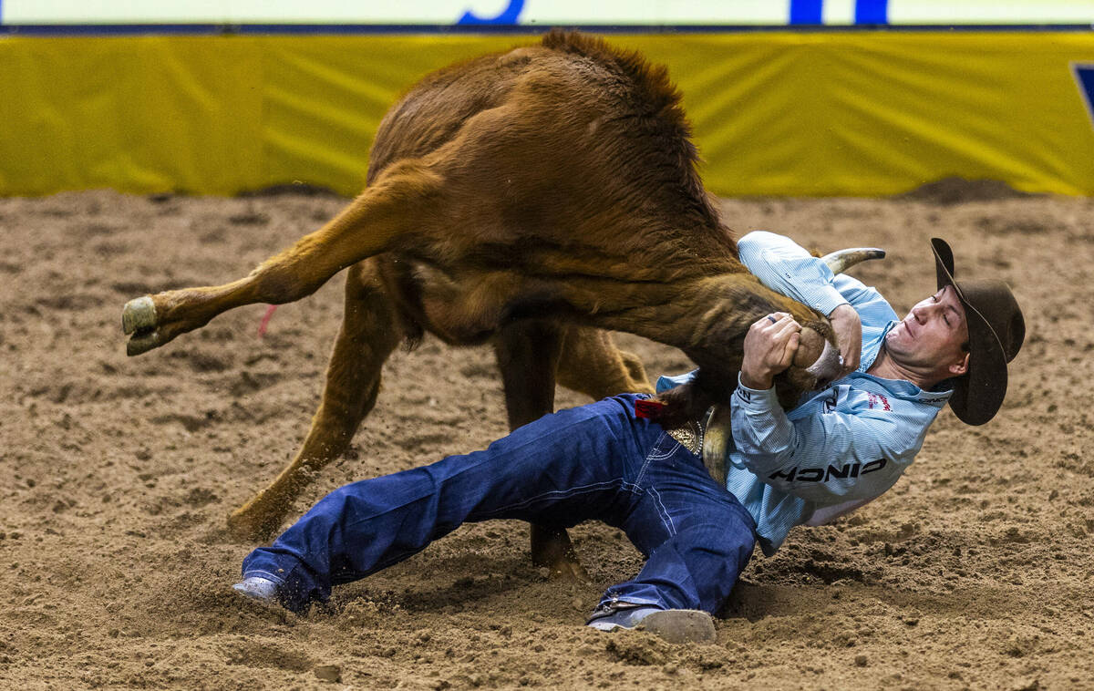 Steer Wresting contestant Scott Guenthner pulls down a steer for a winning time during National ...