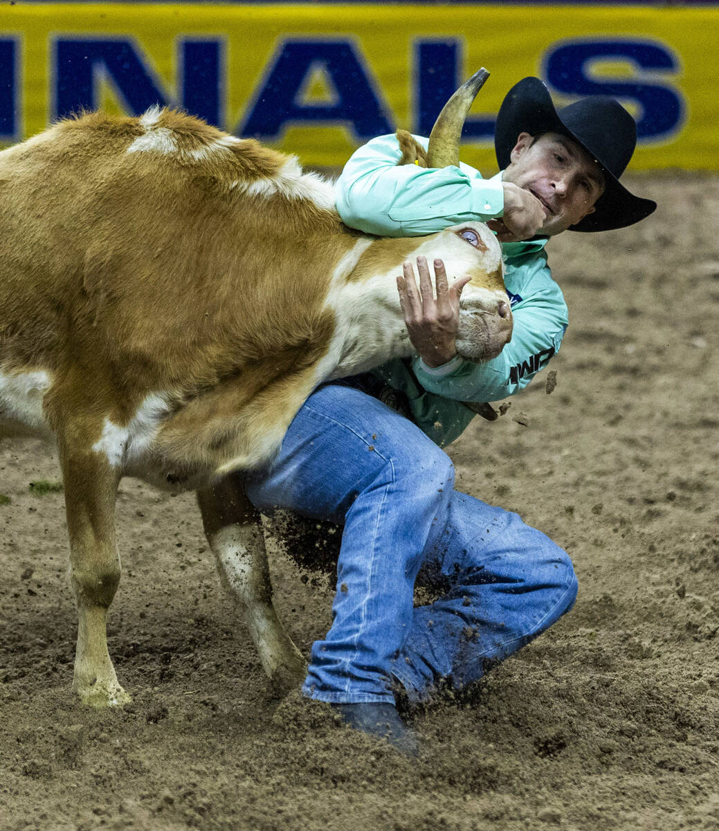 Steer Wrestling contestant Jesse Brown wraps up his steer for the take down during National Fin ...