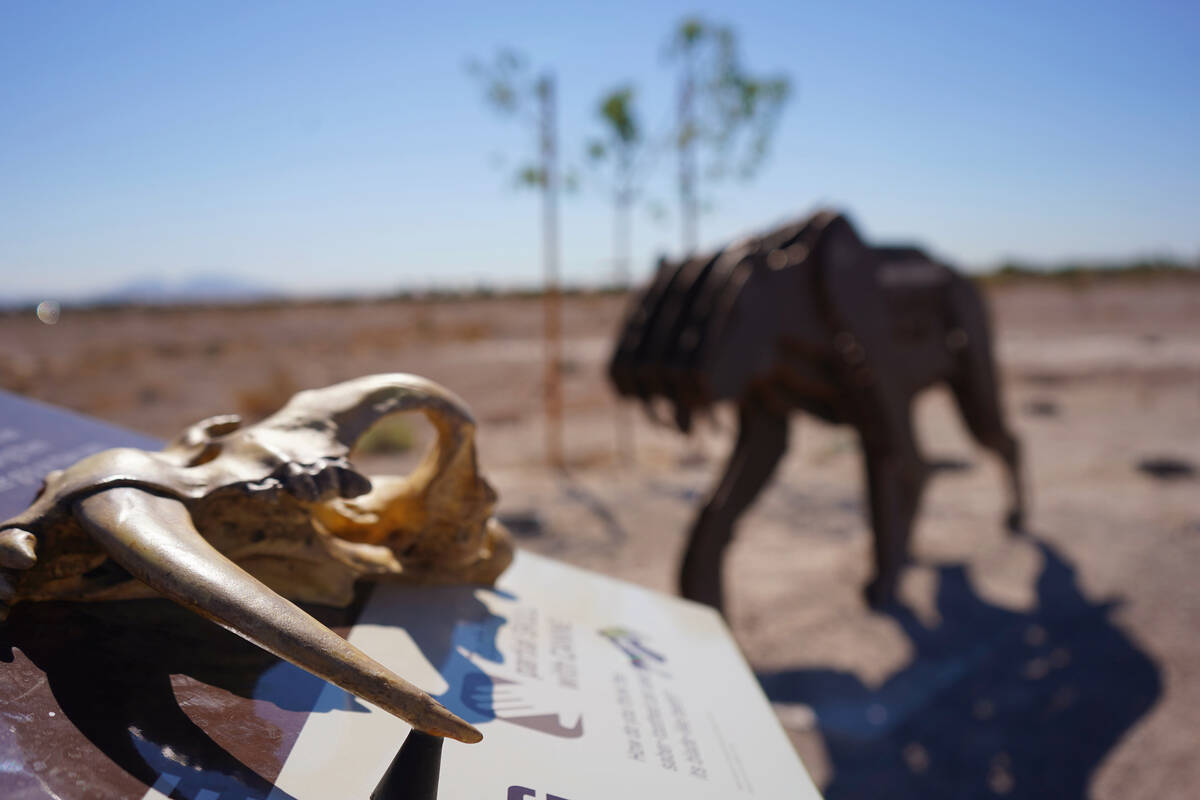 A model of a saber-toothed cat’s fang suggests deadly hunting powers. The information pa ...