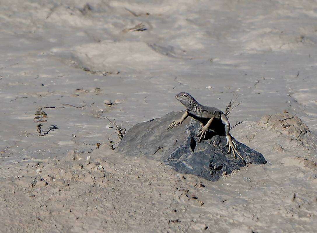 Zebra-tailed lizards can be seen at Ice Age Fossils State Park, although not in winter, when th ...