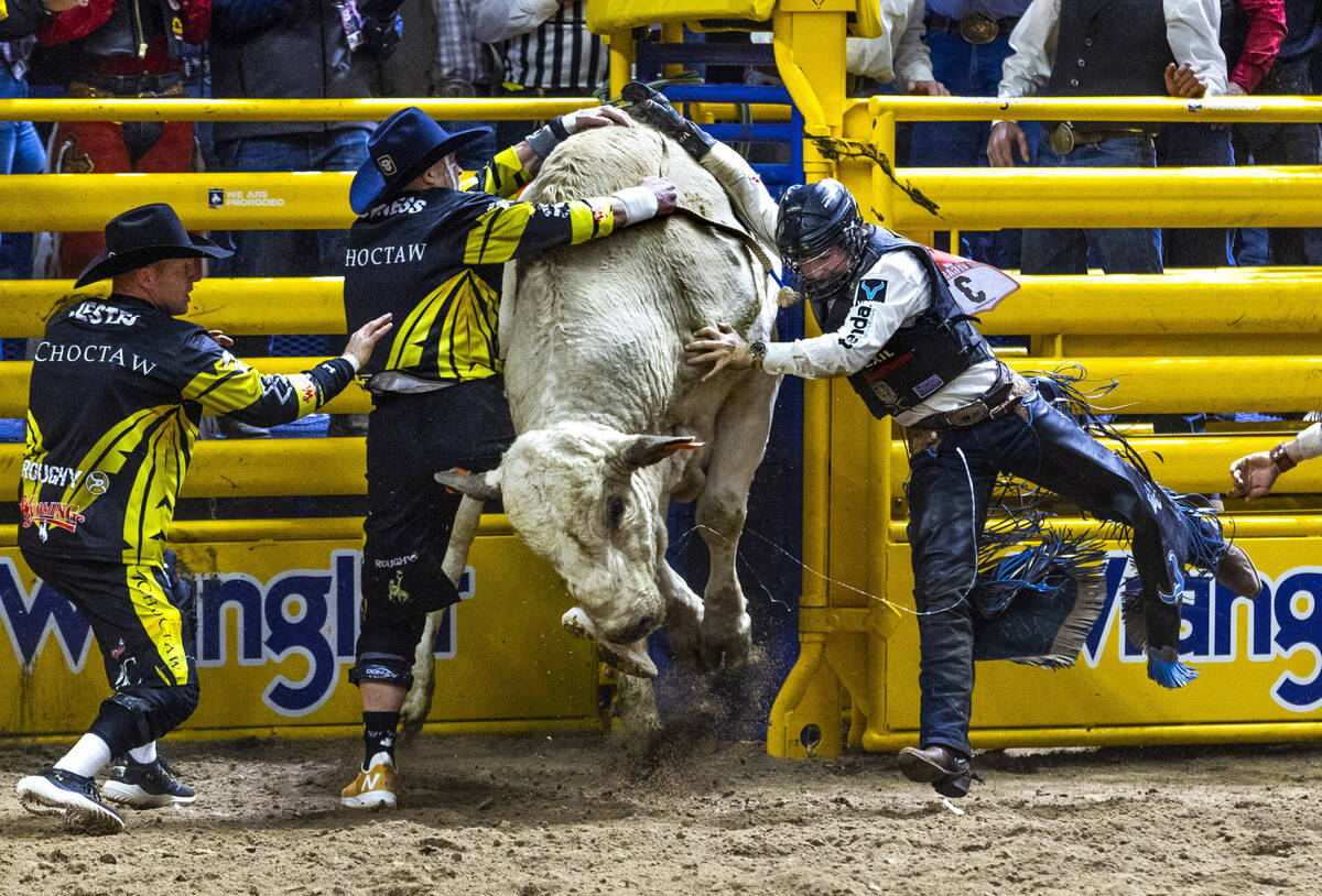 Bull rider Wacey Schalla is still lashed to Trump Train while being spun around with bullfighte ...