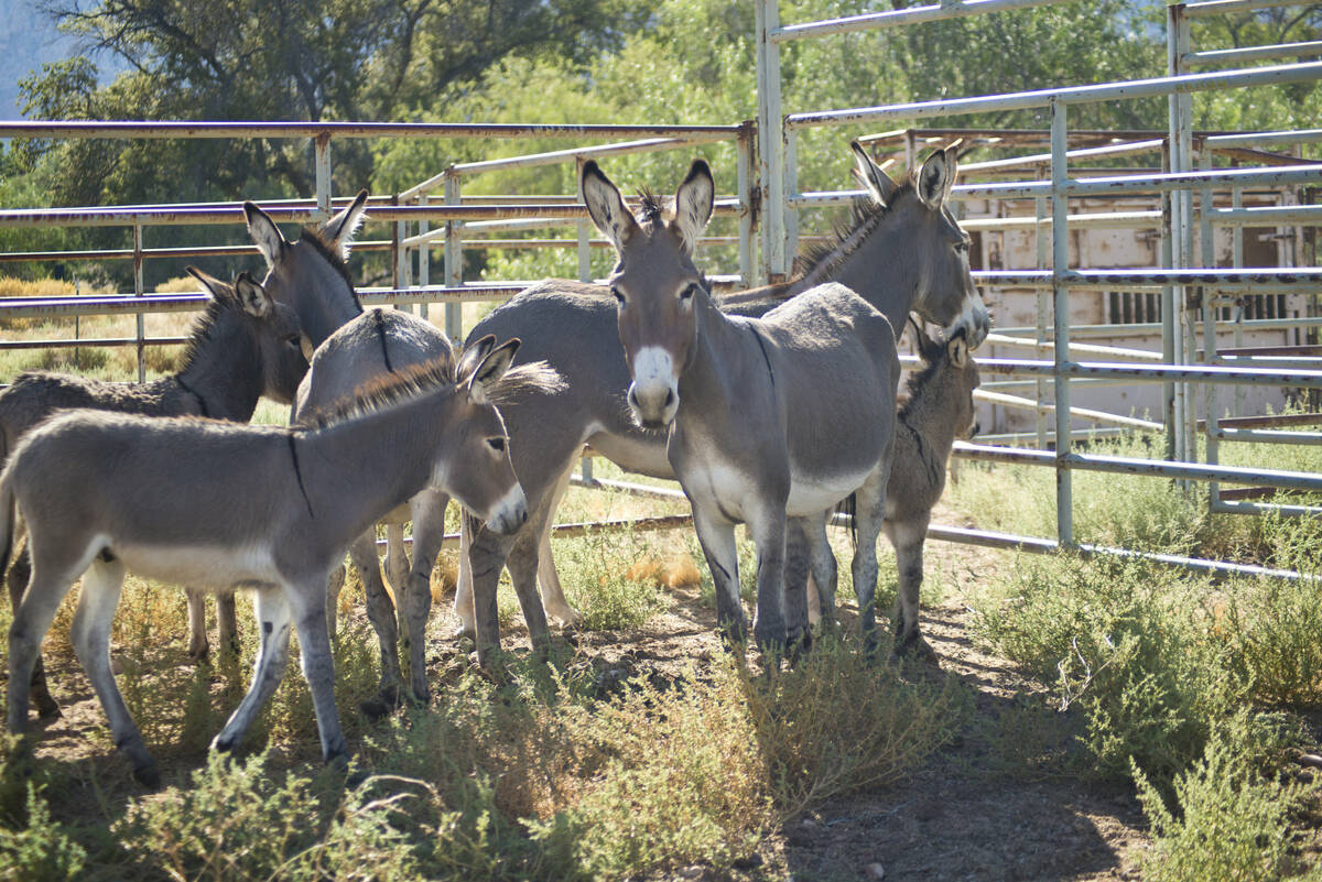 Captured wild burros are kept at Oliver Ranch near Red Rock Canyon National Recreation Area in ...