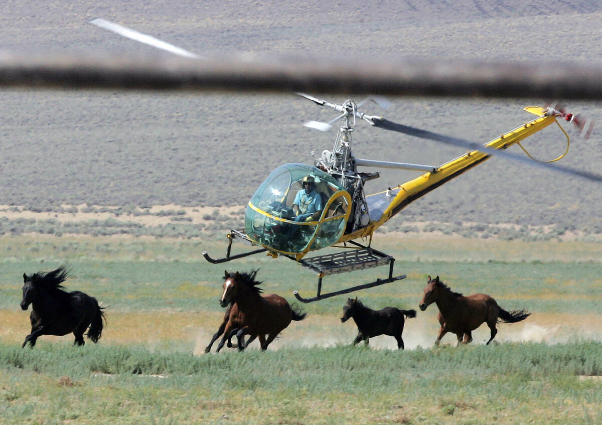 A livestock helicopter pilot rounds up wild horses from the Fox & Lake Herd Management Area on ...