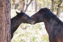 Wild horses appear to kiss as they graze at Mount Charleston on May 20, 2021. (Bizuayehu Tesfay ...