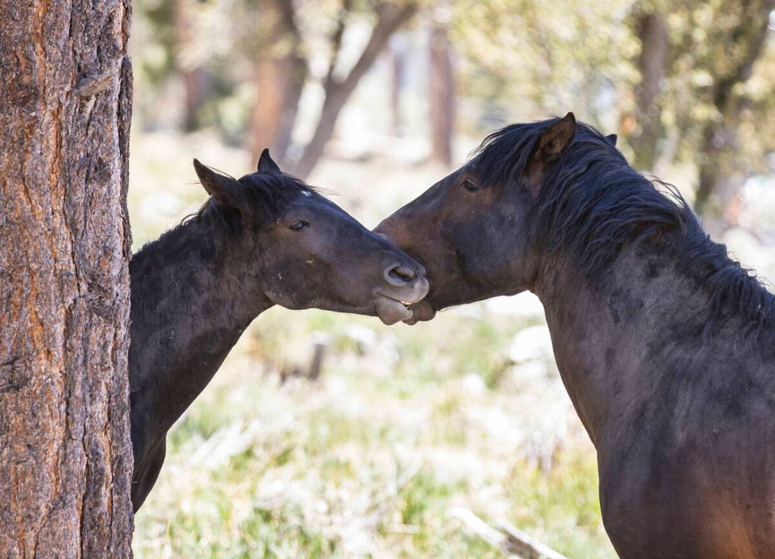 Wild horses appear to kiss as they graze at Mount Charleston on May 20, 2021. (Bizuayehu Tesfay ...