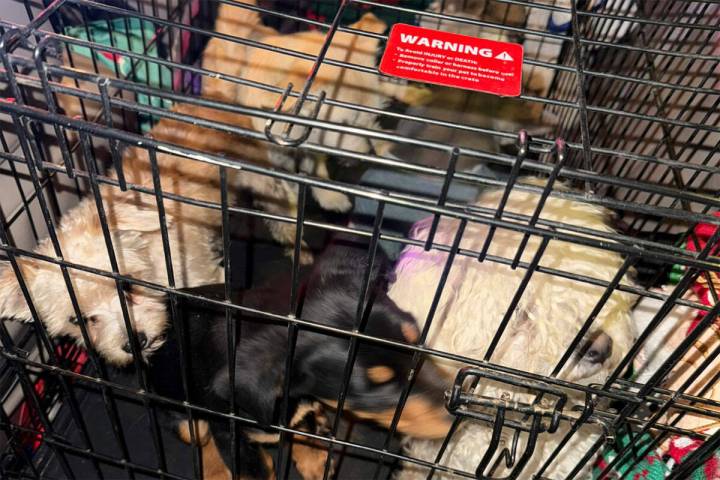 Dogs rescued during a recent illegal dog sale crackdown by the City of Las Vegas. (City of Las ...