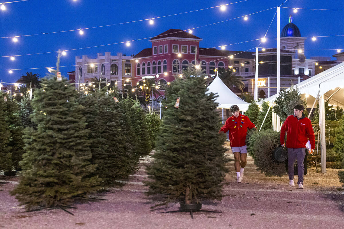 Another tree is carried to the prep area for a customer at Rudolph's Christmas Tress on Tuesday ...