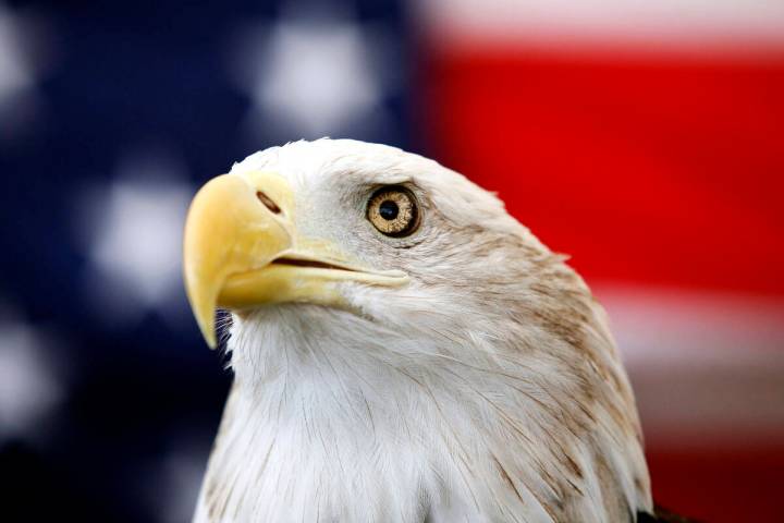 Uncle Sam, abald eagle, sits on his perch in front of a U.S. flag before the Extreme Raptors Sh ...