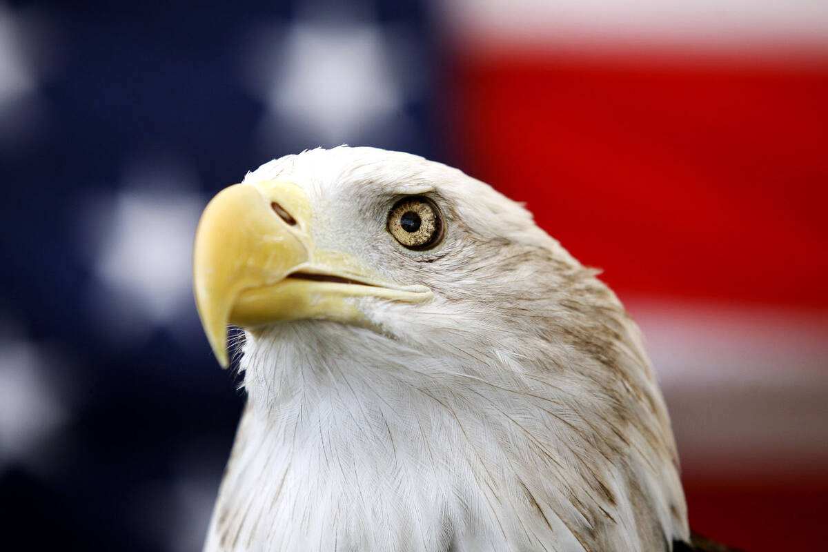 Uncle Sam, abald eagle, sits on his perch in front of a U.S. flag before the Extreme Raptors Sh ...