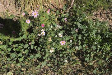 Mallow is an annual weed that appears in the lower left of this picture. It is difficult to con ...