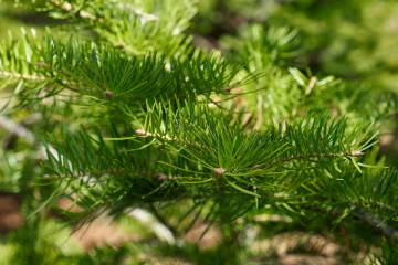 Pine trees typically develop taproots for stability and to secure enough water. (Getty Images)