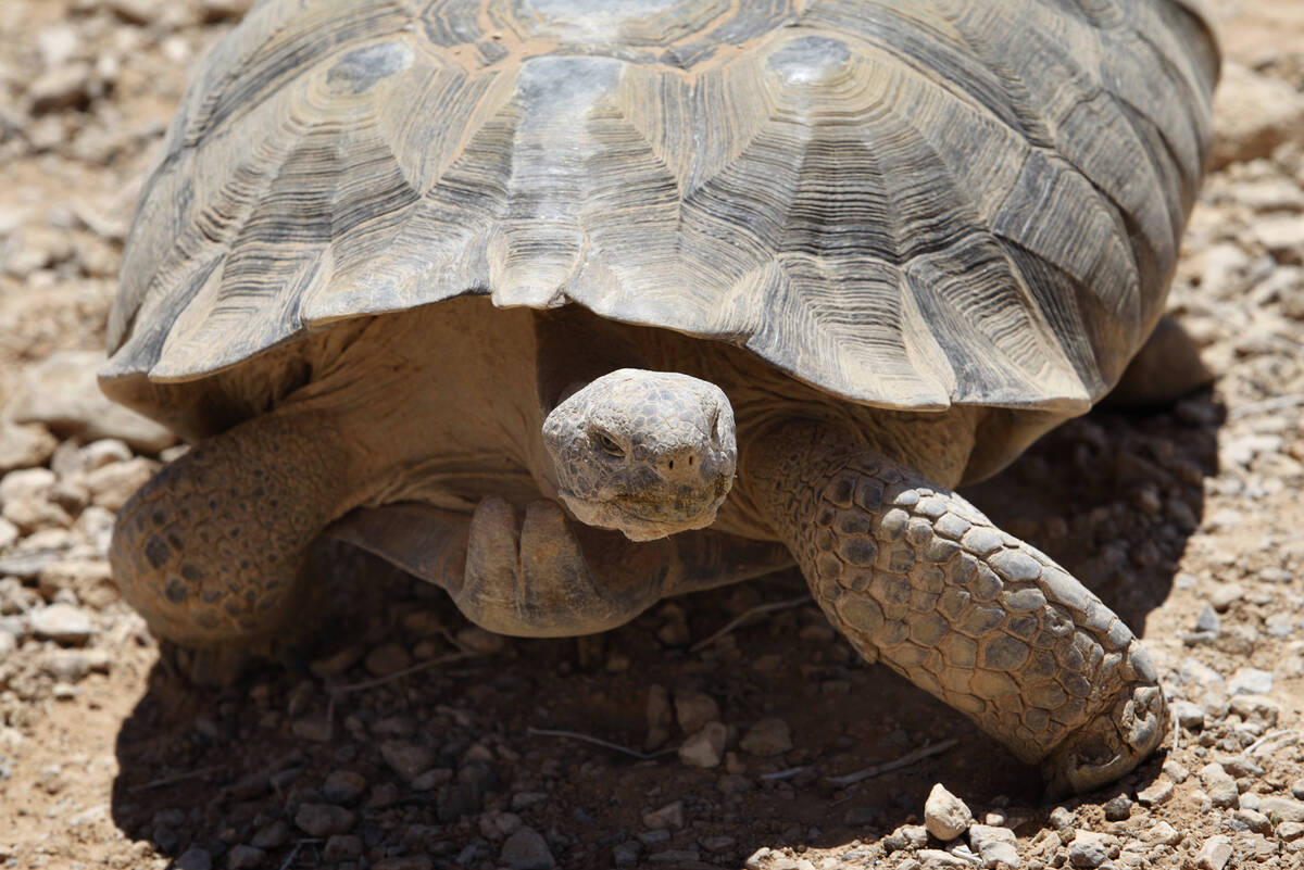 A desert tortoise is seen at the Desert Tortoise Conservation Center in Las Vegas on May 30, 20 ...