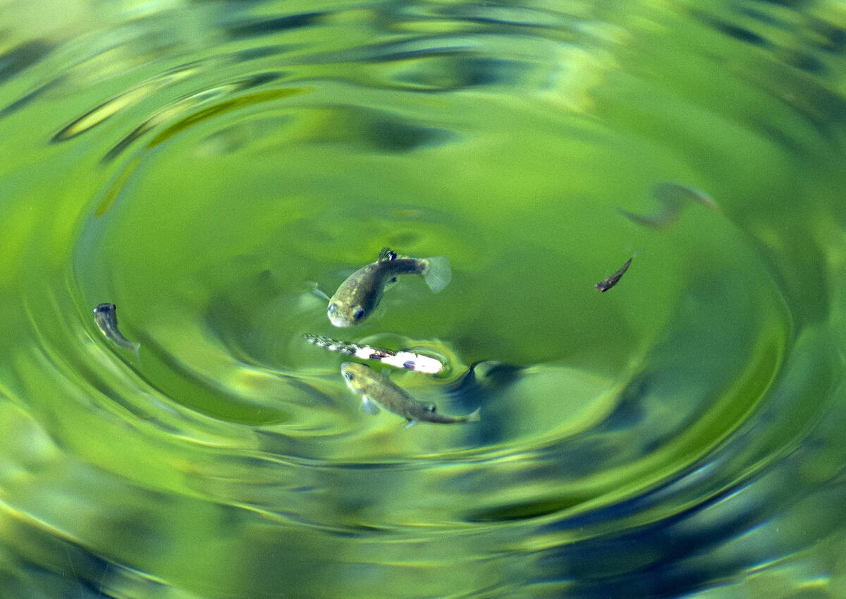 The endangered species of fish are seen at Fairbanks Spring at Ash Meadows National Wildlife Re ...